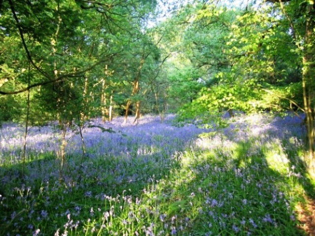 Bluebells2